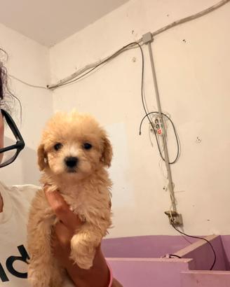 Maltipoo