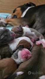 Amstaff cuccioli American Staffordhire Terrier