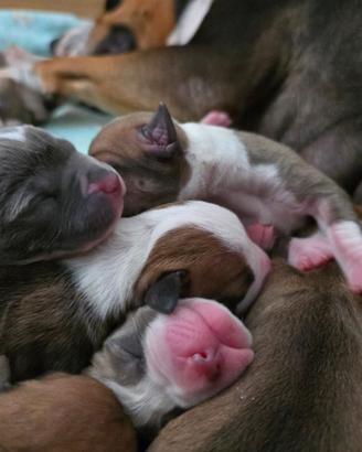 Amstaff cuccioli American Staffordhire Terrier