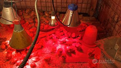 Pulcini di Galline ovaiole