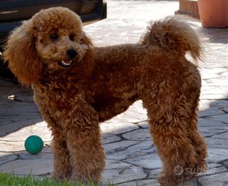 Barbone fulvo