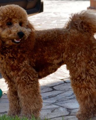 Barbone fulvo