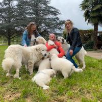 Cuccioli cane da montagna dei Pirenei