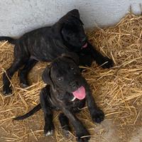 Cane corso