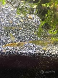 Neocaridine wild