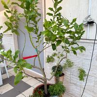 Albero di limone in vaso