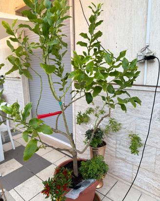 Albero di limone in vaso