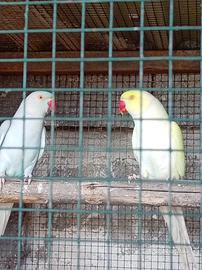 Coppia parrocchetto dal collare