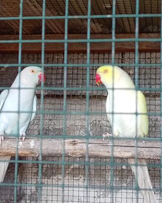 Coppia parrocchetto dal collare