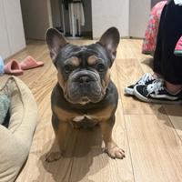 Monta Bulldog francese