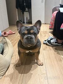 Monta Bulldog francese