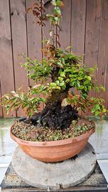 bonsai di carpino 