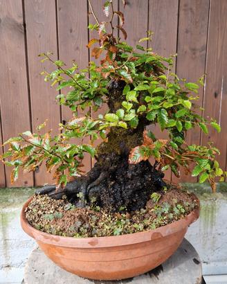 bonsai di carpino 
