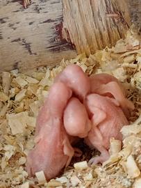 Parrocchetto dal collare