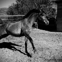 Puledra araba egiziana