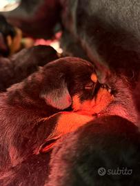 Cuccioli Rottweiler