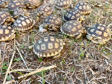 Geochelone Sulcata