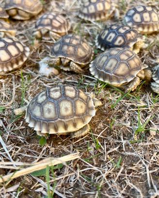 Geochelone Sulcata