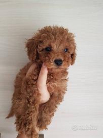 Cuccioli barboncino red