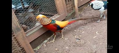 Fagiano Dorato Rosso