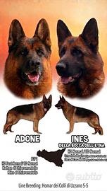 Cuccioli di Pastore Tedesco