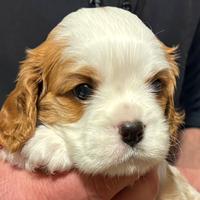 Cuccioli di cavalier king