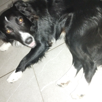 Cane meticcio 11 mesi simil border collie