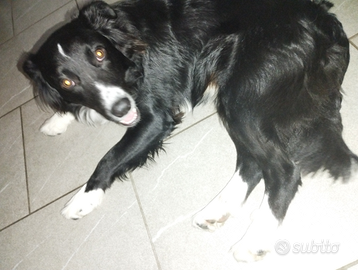Cane meticcio 11 mesi simil border collie
