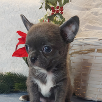 Chihuahua cucciolo pedigree