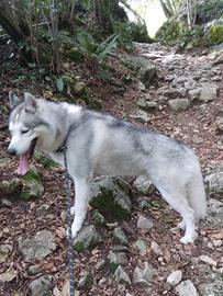 Siberian husky