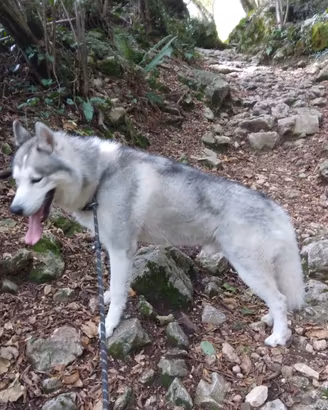 Siberian husky