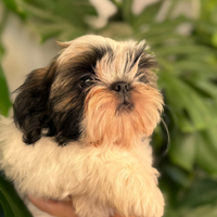 Shih tzu