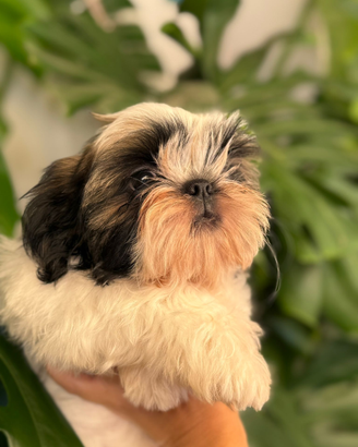 Shih tzu
