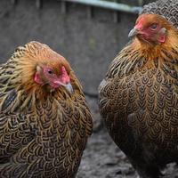 Galline brahma
