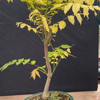 Glicine bonsai