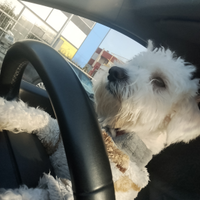 Maltese