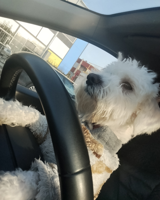 Maltese