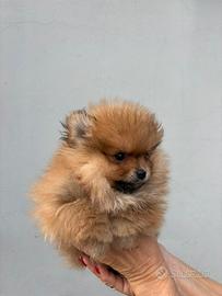 Spitz