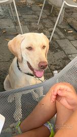 Titolo: Labrador Retriever di 8 mesi con pedigree
