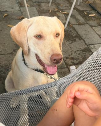 Titolo: Labrador Retriever di 8 mesi con pedigree