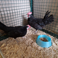 Galline razza spagnola faccia bianca
