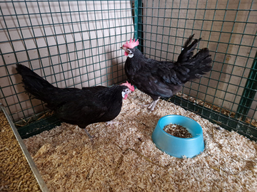 Galline razza spagnola faccia bianca