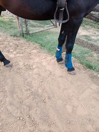 protezioni western cavallo