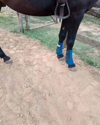 protezioni western cavallo