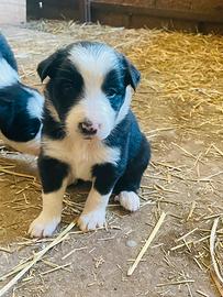 Femmine cucciolo di border collie pedigree
