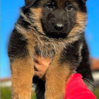 Stupendi cuccioli di pastore tedesco