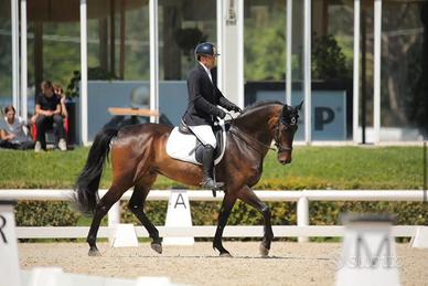 Cavallo da dressage/salto in addestramento