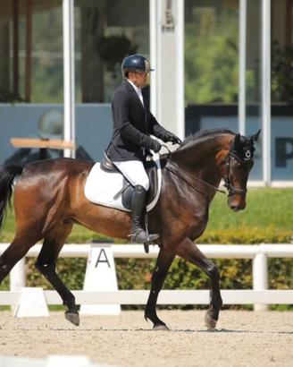Cavallo da dressage/salto in addestramento
