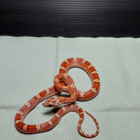 Serpente del grano Bloodred