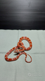 Serpente del grano Bloodred